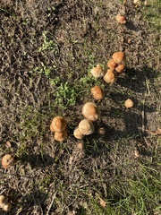 Marasmius oreades