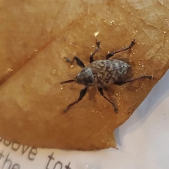 Curculionoidea