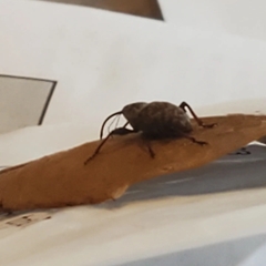Curculionoidea