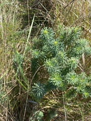 Euphorbia cyparissias
