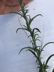 Croptilon divaricatum