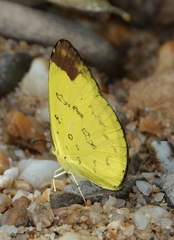 Eurema simulatrix