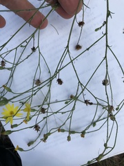 Croptilon divaricatum