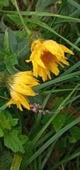 Sonchus arvensis