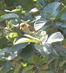 Anaplectes rubriceps