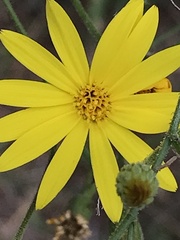 Croptilon divaricatum