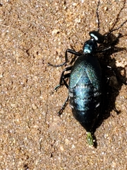 Meloe americanus