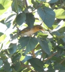 Anaplectes rubriceps