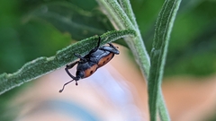 Rhodobaenus quinquepunctatus