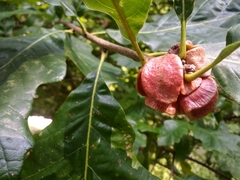 Andricus quercusstrobilanus