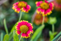 Gaillardia pulchella