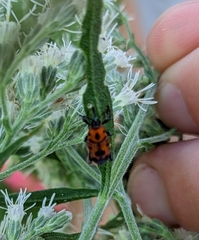 Rhodobaenus quinquepunctatus