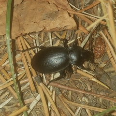 Carabus taedatus