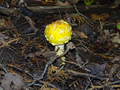 Amanita muscaria