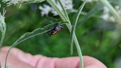 Rhodobaenus quinquepunctatus