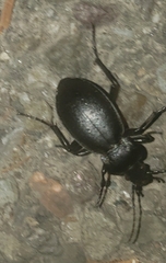 Carabus taedatus