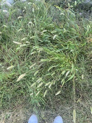 Setaria verticillata
