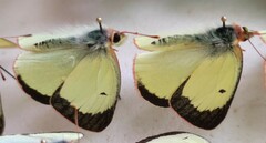 Colias palaeno