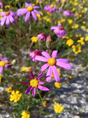 Senecio umbellatus