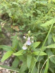 Teucrium canadense
