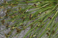 Cyperus pannonicus