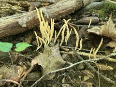 Clavariaceae