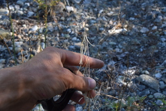 Boechera retrofracta