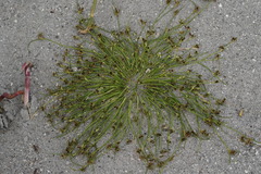 Cyperus pannonicus