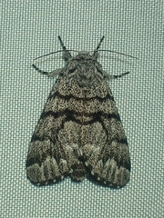 Panthea furcilla