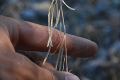 Boechera retrofracta