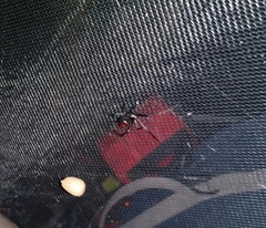 Latrodectus variolus