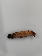 Scolecocampa liburna