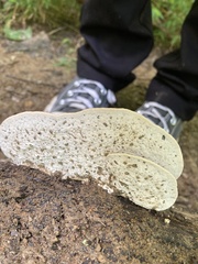 Trametes lactinea