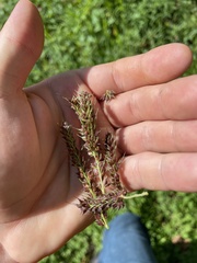 Echinochloa muricata