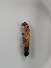 Scolecocampa liburna