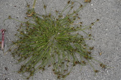 Cyperus pannonicus