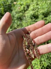 Echinochloa muricata