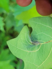 Andricus foliaformis