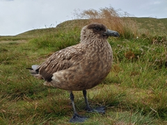 Stercorarius skua