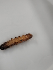 Scolecocampa liburna