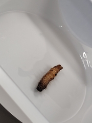 Scolecocampa liburna