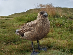 Stercorarius skua