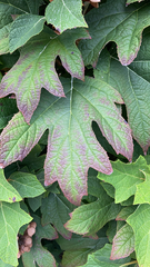 Hydrangea quercifolia