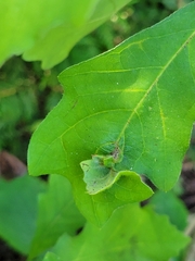 Andricus foliaformis