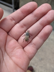 Sphenophorus aequalis