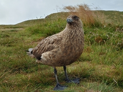 Stercorarius skua
