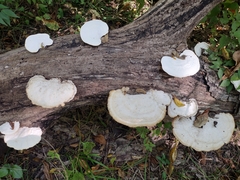 Trametes aesculi