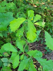 Andricus foliaformis