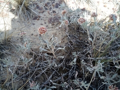 Eriogonum pauciflorum