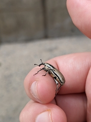 Sphenophorus aequalis